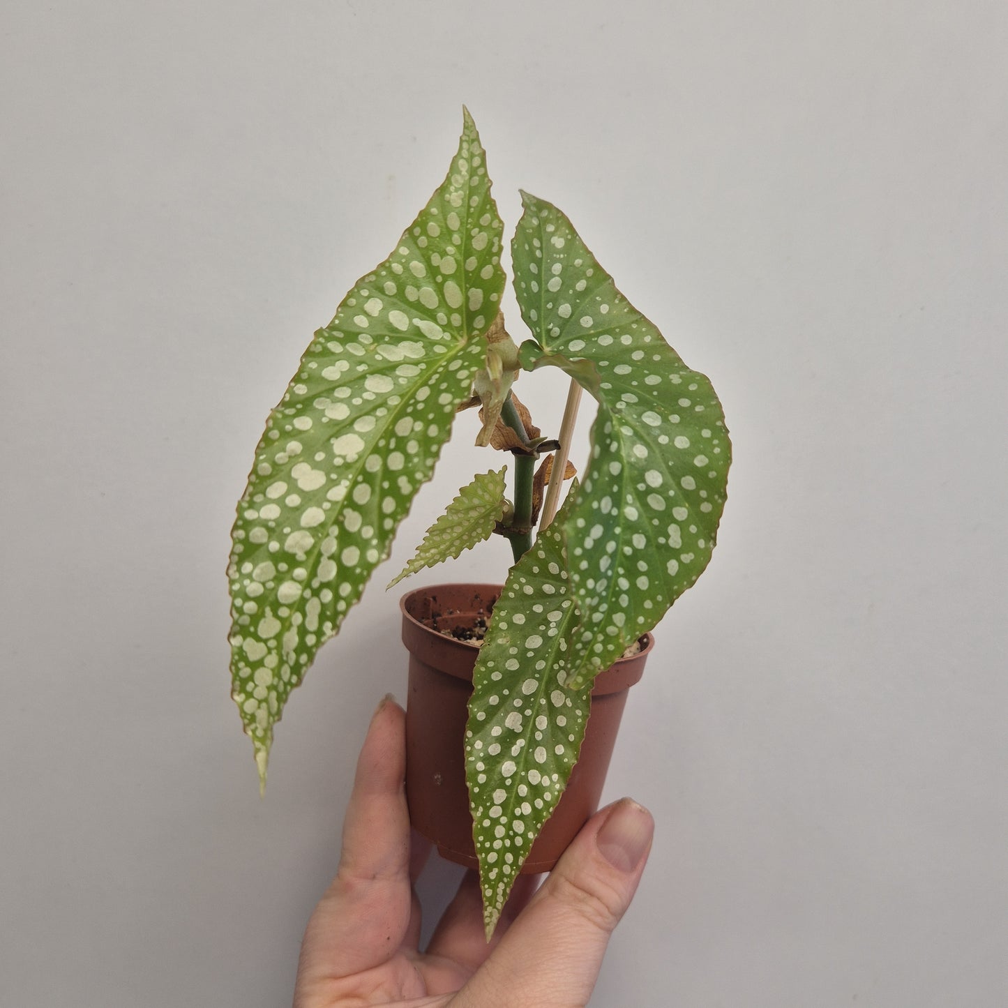 Begonia White ice | Well rooted cuttings | Sent bare rooted