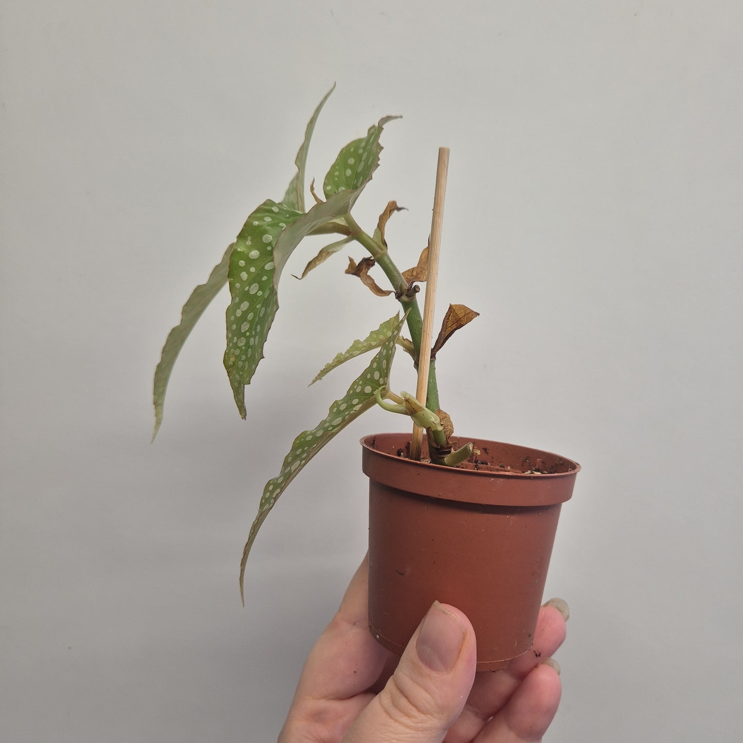 Begonia White ice | Well rooted cuttings | Sent bare rooted