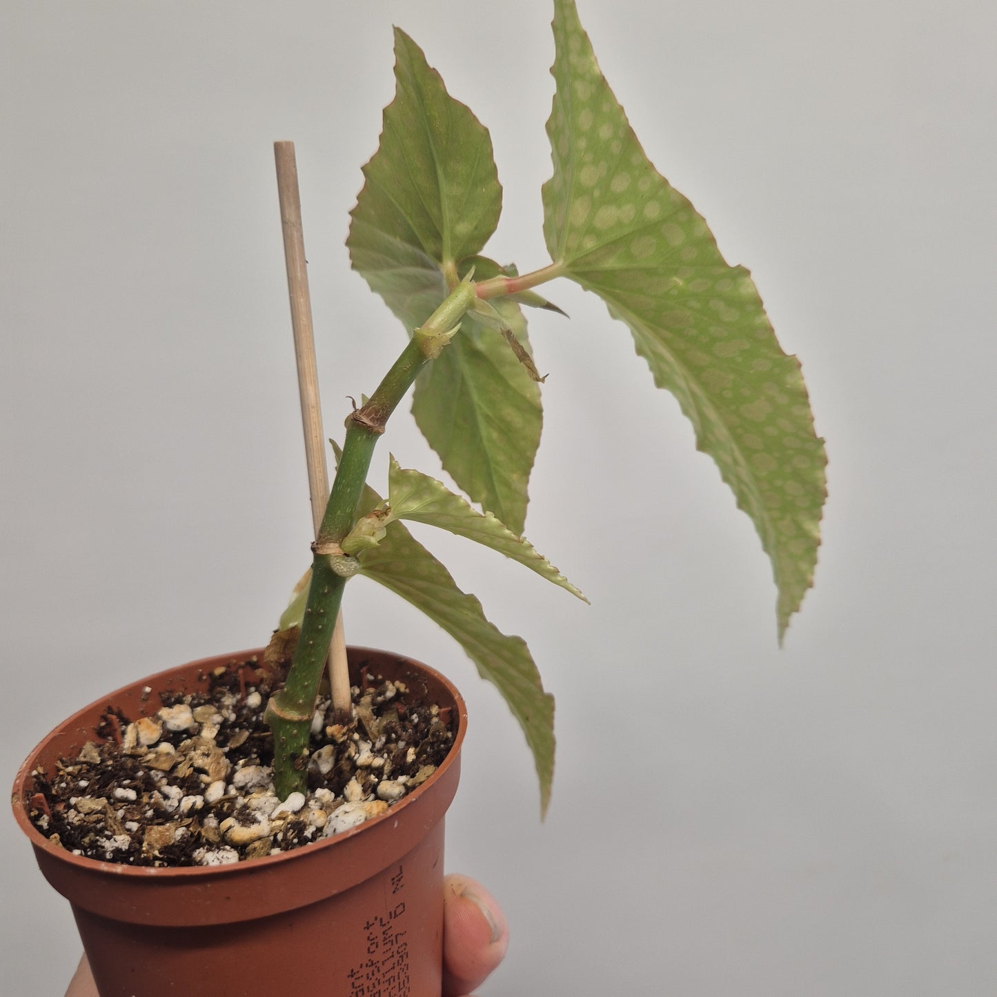 Begonia White ice | Well rooted cuttings | Sent bare rooted