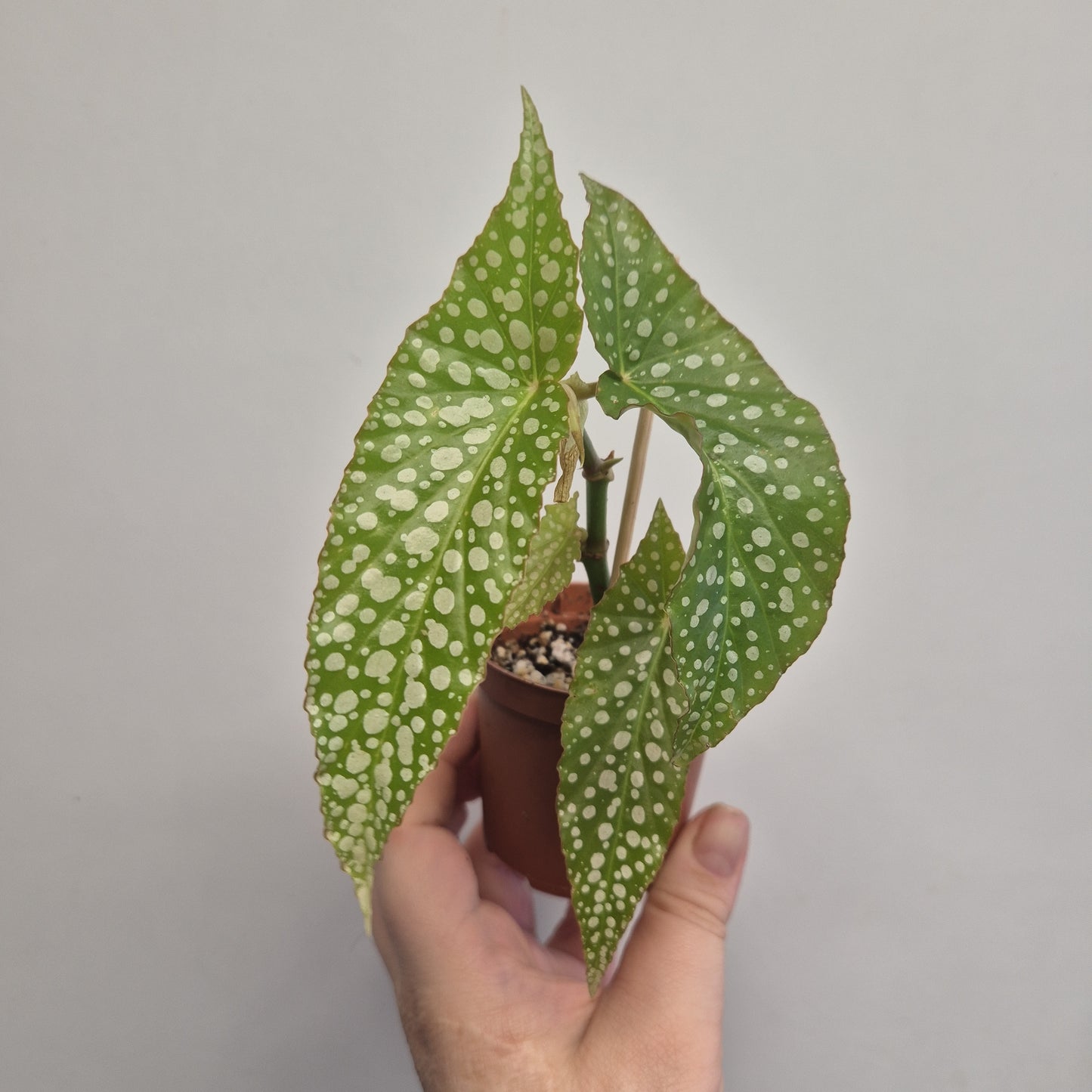 Begonia White ice | Well rooted cuttings | Sent bare rooted