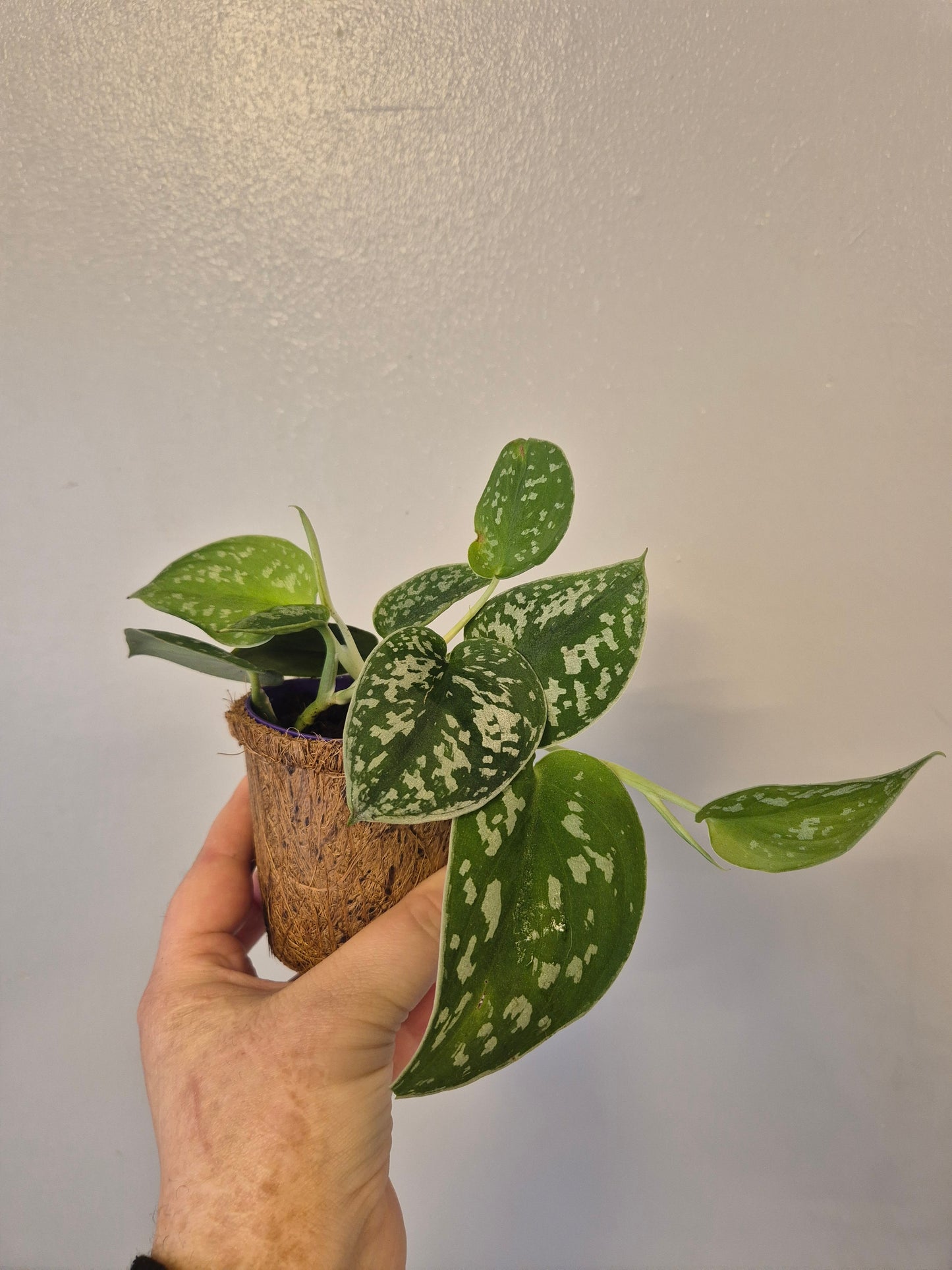 Scindapsus satin pothos in a kokedama pot | 9cm pot | stunning look
