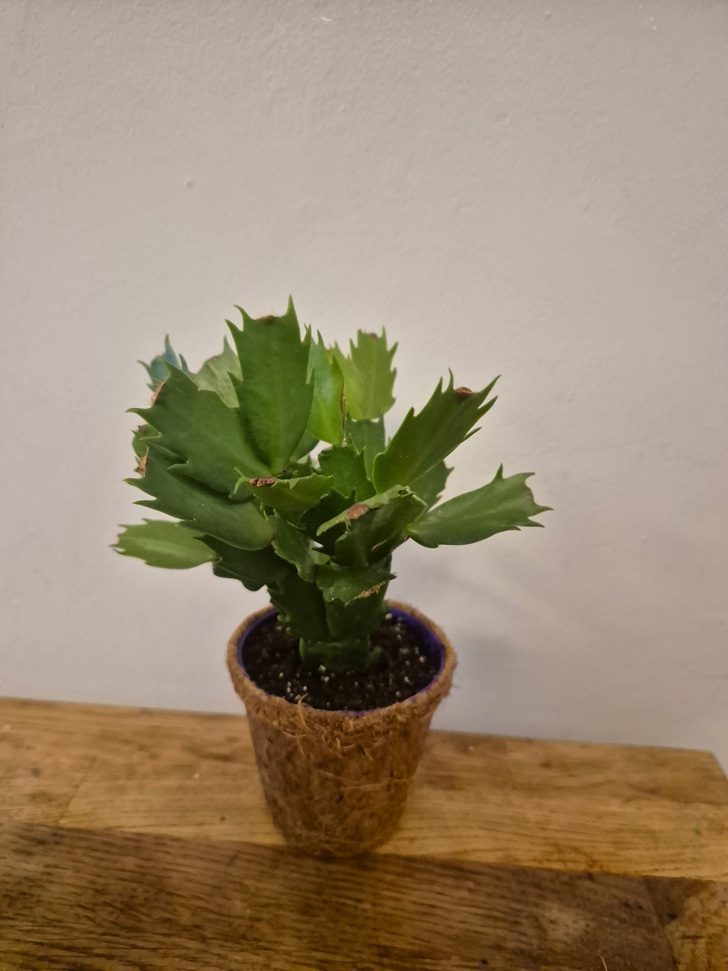 Christmas cactus in a kokedama pot | 9cm pot | stunning look