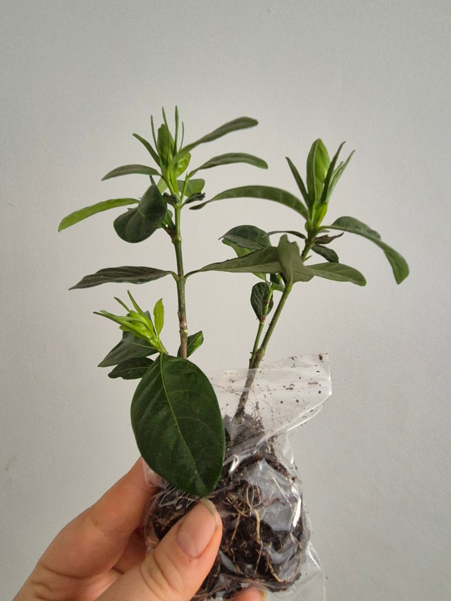 2x Gardenia Jasminoides Cape Jasmine Fragrant Indoor / Outdoor plant Bare Rooted