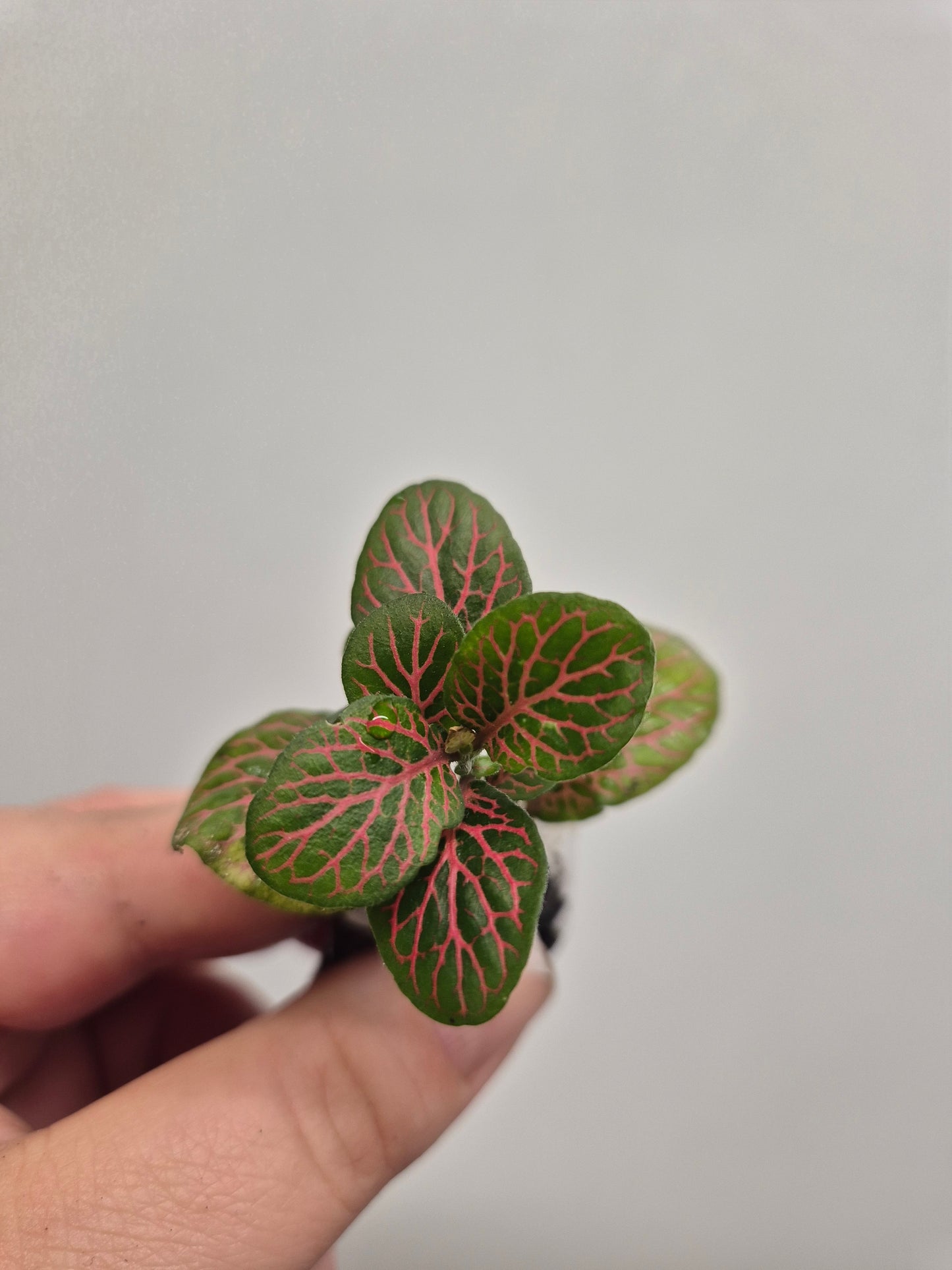 Nerve Plant | Mosaic Plant | fittonia plant | 6x Fittonia plants| Rooted Cutting