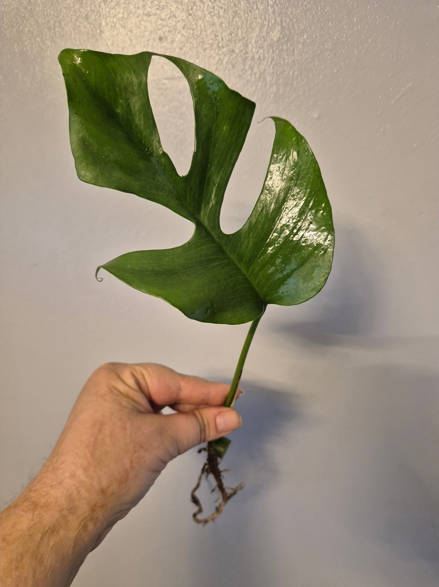1x Monstera Minima Well Rooted Cutting Rhaphidophora Tetrasperma Rare Houseplant