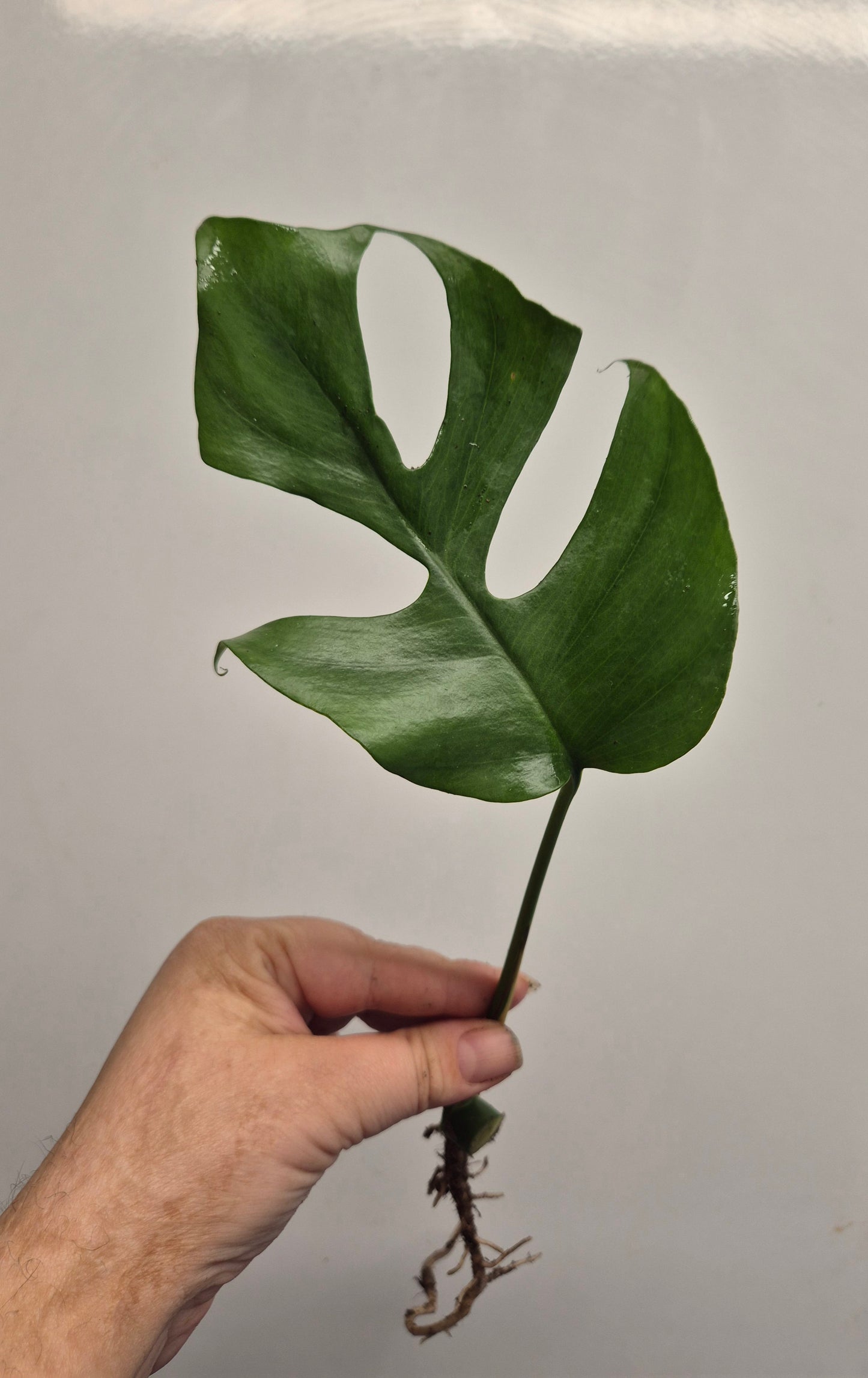 1x Monstera Minima Well Rooted Cutting Rhaphidophora Tetrasperma Rare Houseplant