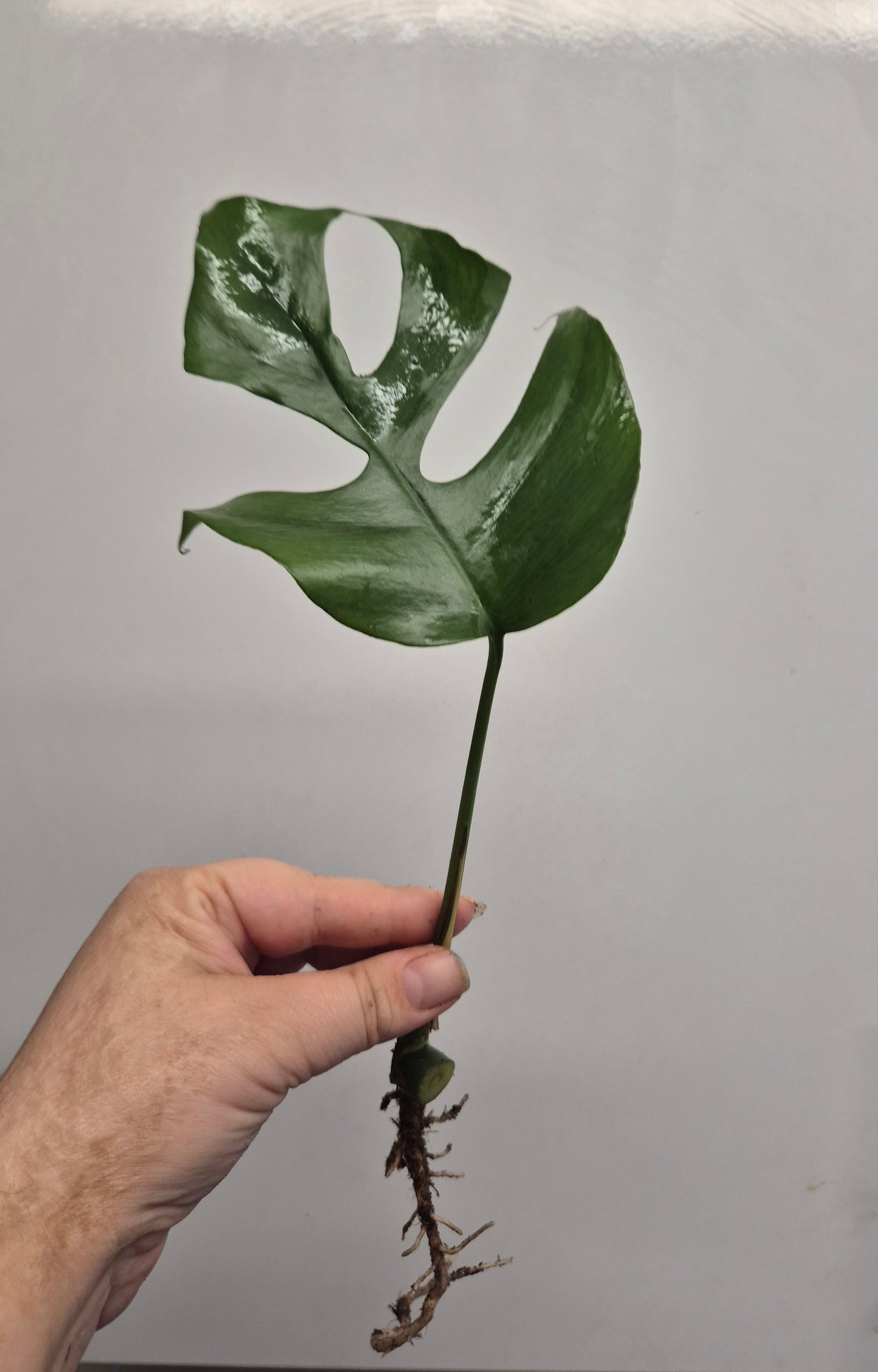 1x Monstera Minima Well Rooted Cutting Rhaphidophora Tetrasperma Rare Houseplant
