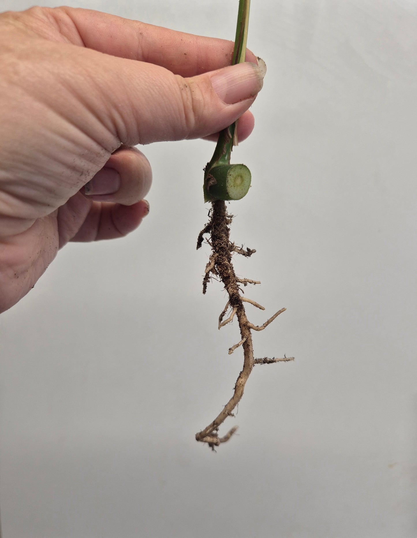 1x Monstera Minima Well Rooted Cutting Rhaphidophora Tetrasperma Rare Houseplant