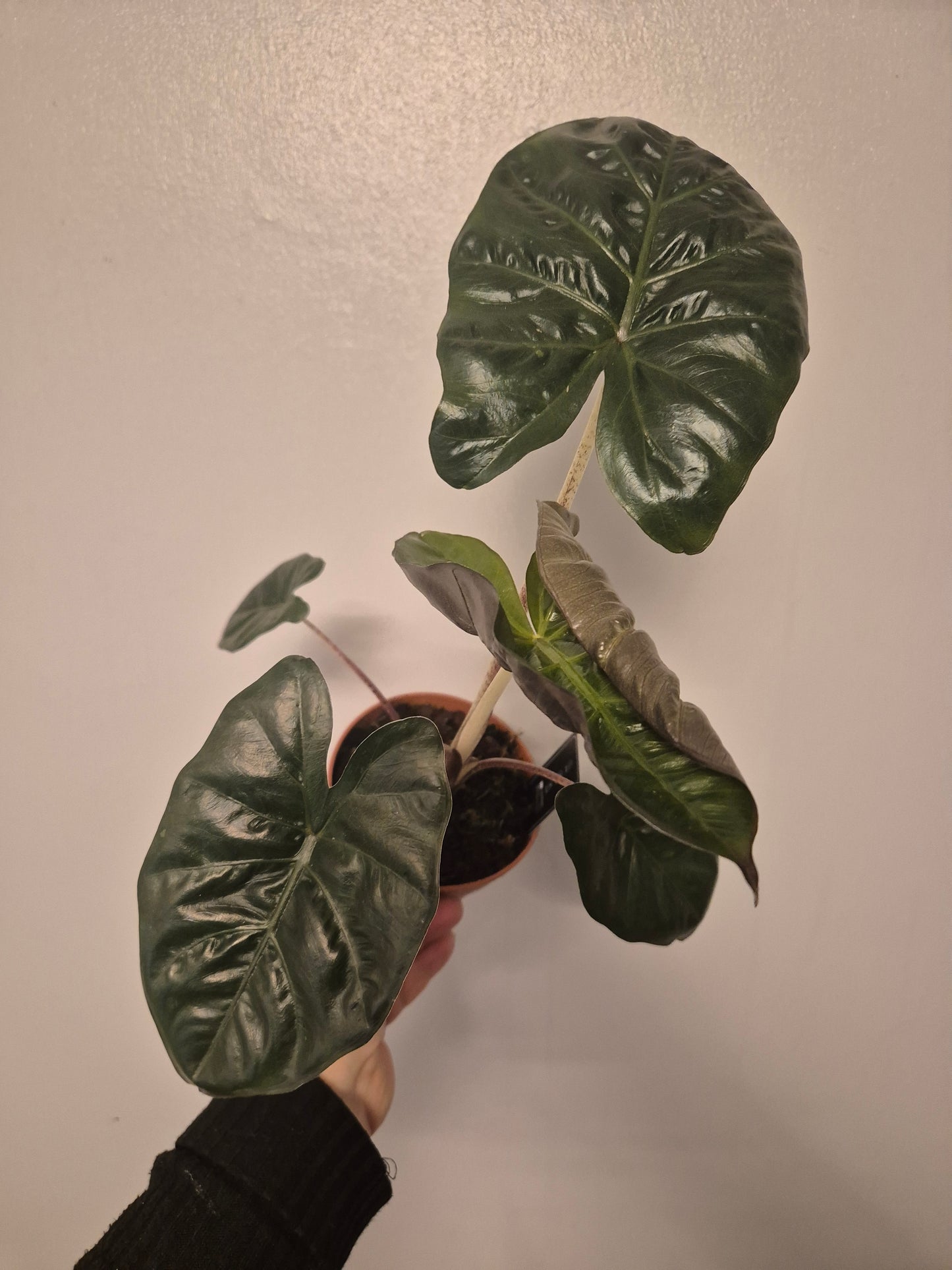 Alocasia Yucatan Princess | 12cm Pot | Rare Houseplant | Air Purifying Plant