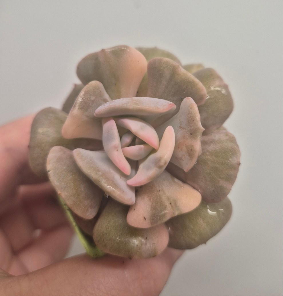 Echeveria Cubic Frost Variegated | Beautiful Collectors Succulent Rooted Plant