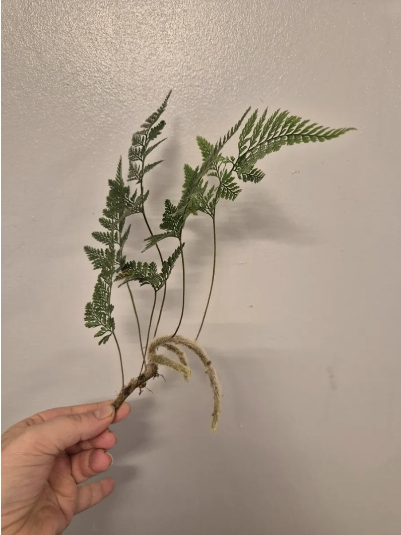 Rare Davallia tyermannii Terantula Rabbits Foot fern Humata Unrooted Cutting