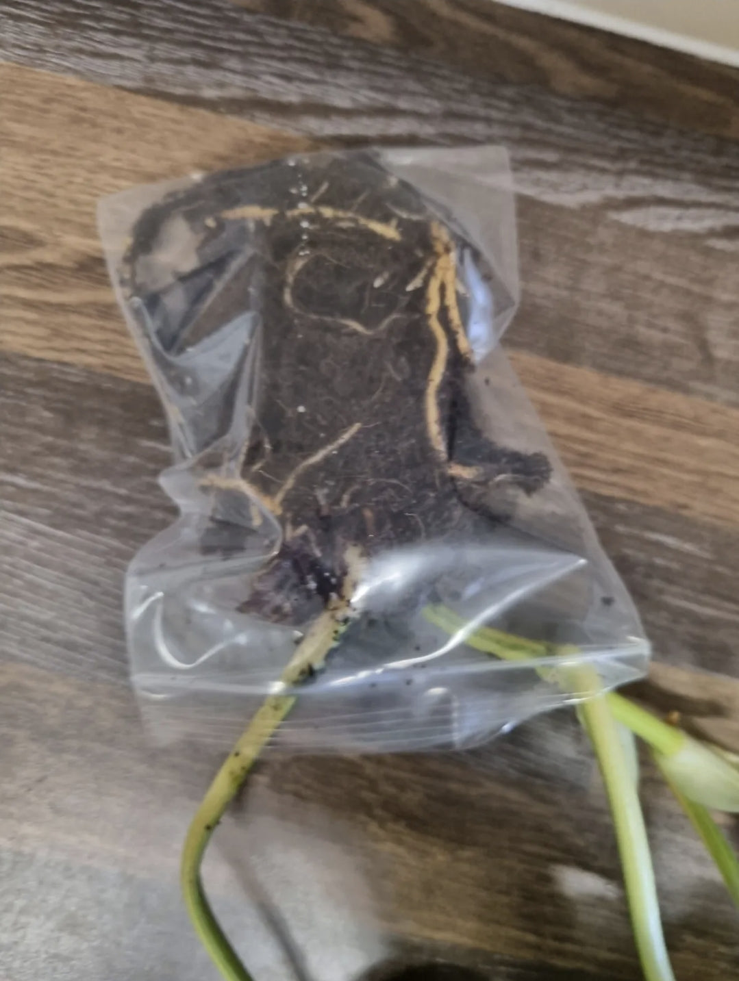 Philodendron Scandens Brasil Sweetheart, Well Rooted Plant Cutting 4 - 5 leaves
