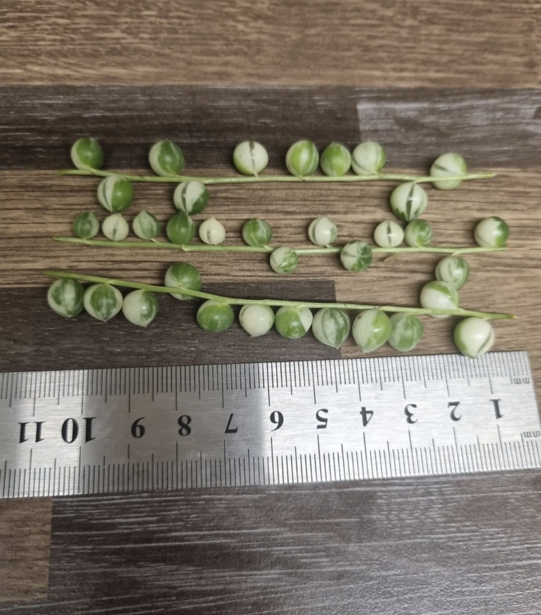 Variegated String of Pearls 3x 10cm Cuttings | Senecio Rowleyanus Variegata