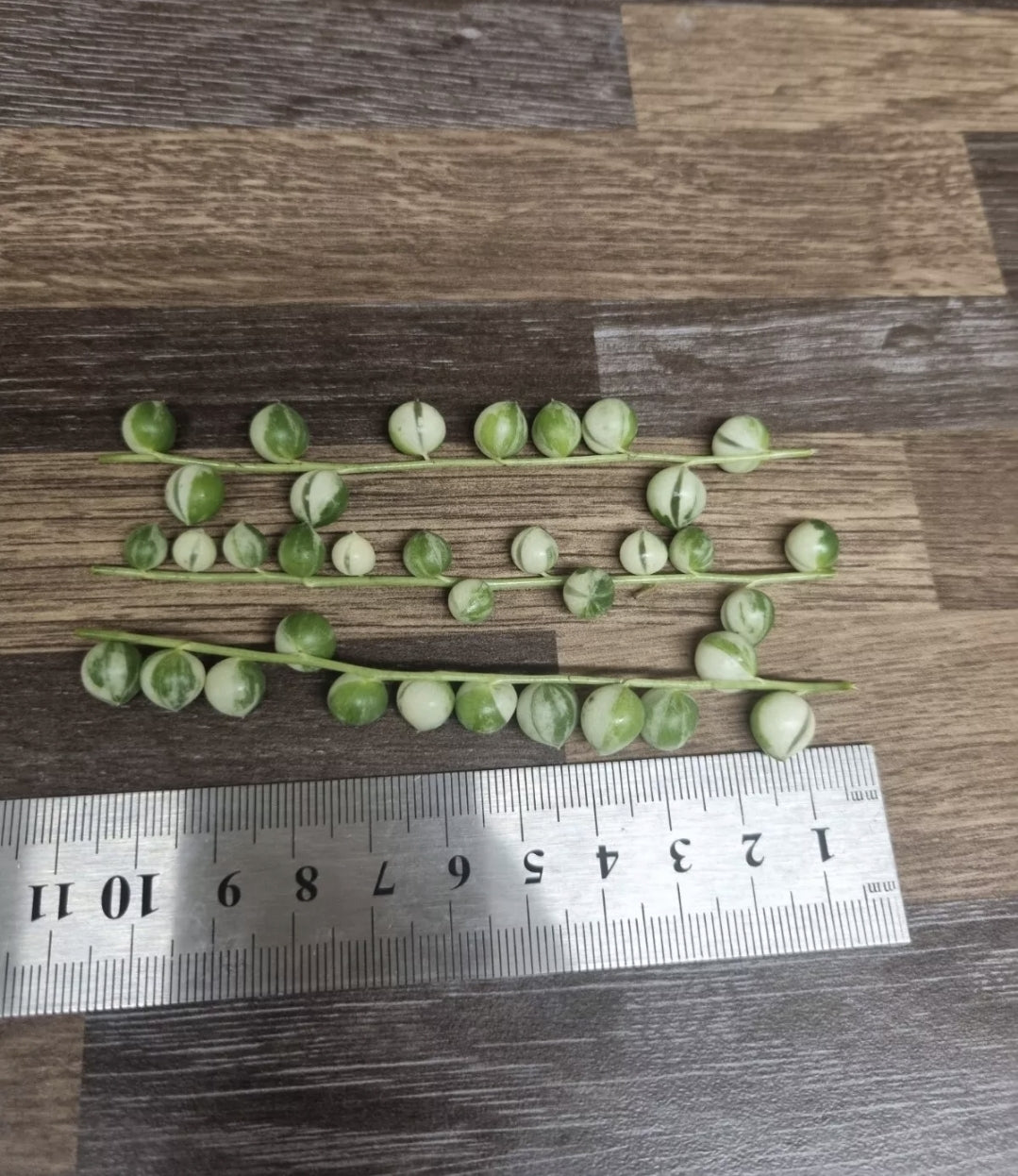 Variegated String of Pearls 3x 10cm Cuttings | Senecio Rowleyanus Variegata