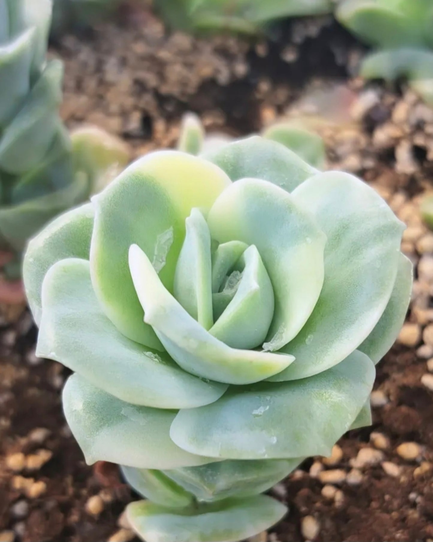 Graptoveria lovely rose Variegated Leaf Beautiful Collectors Succulent Propagation