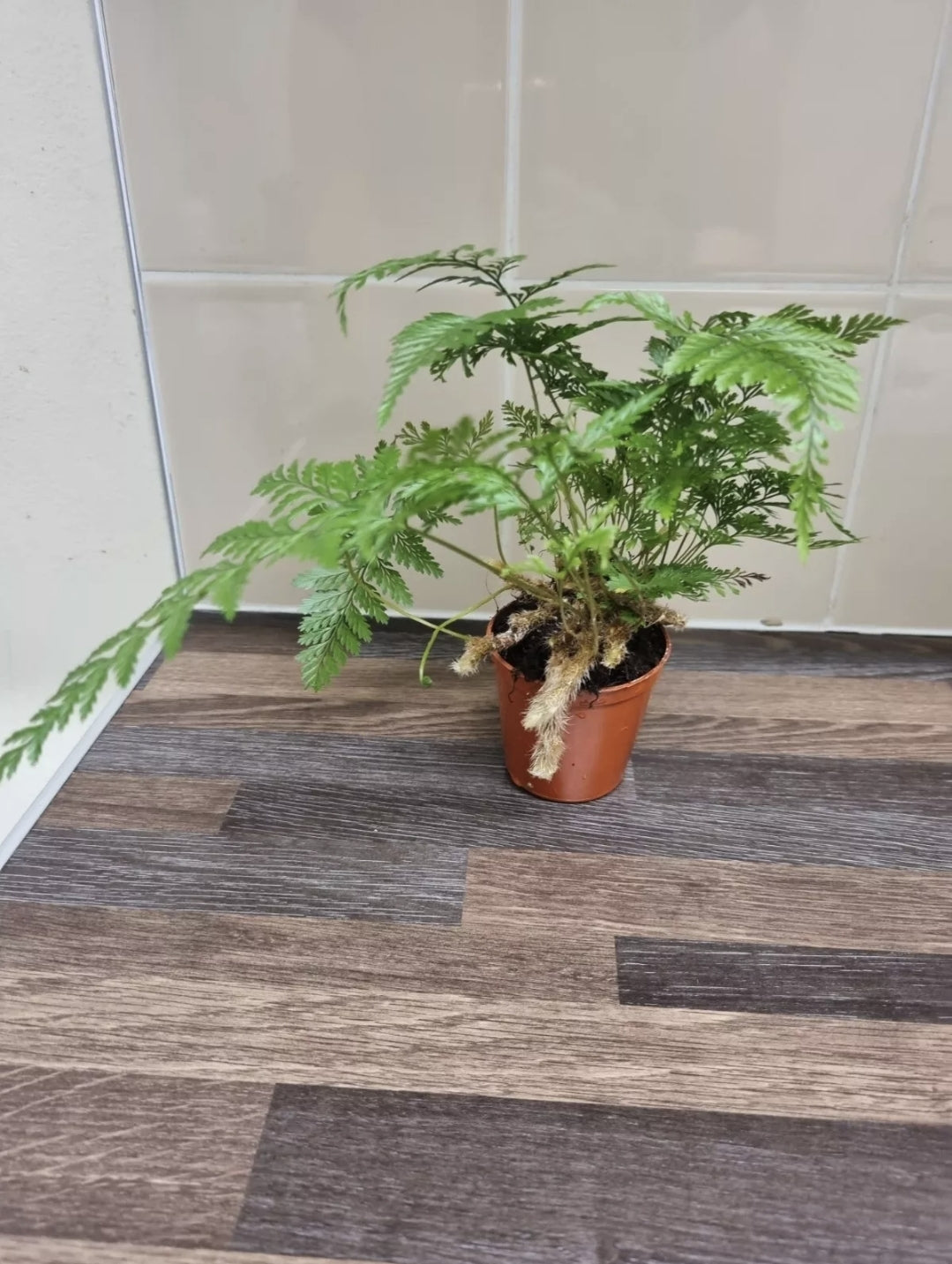 Rabbits Foot fern, bare rooted plant, Davallia tyermannii Terantula Humata tyermanii
