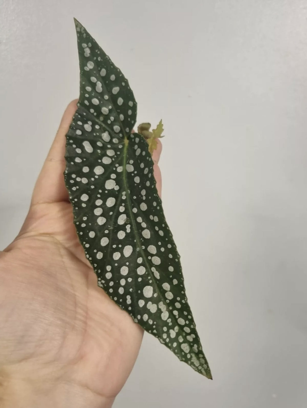 Begonia White Ice | Unrooted Mid Stem Cutting | Cane begonia | Rare House plant