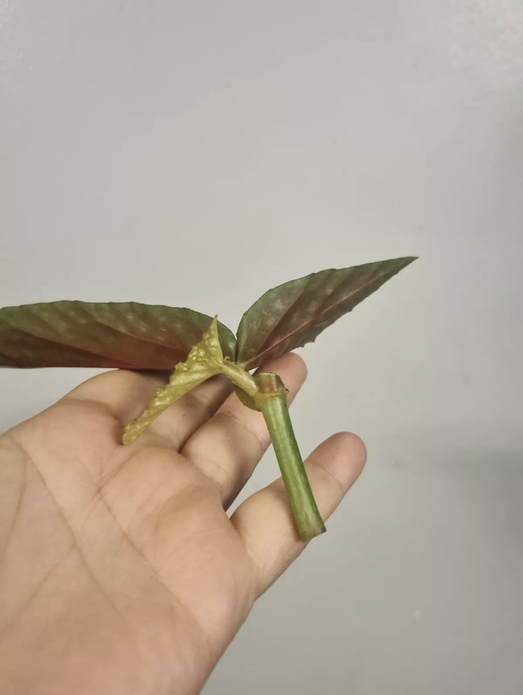 Begonia White Ice | Unrooted Mid Stem Cutting | Cane begonia | Rare House plant