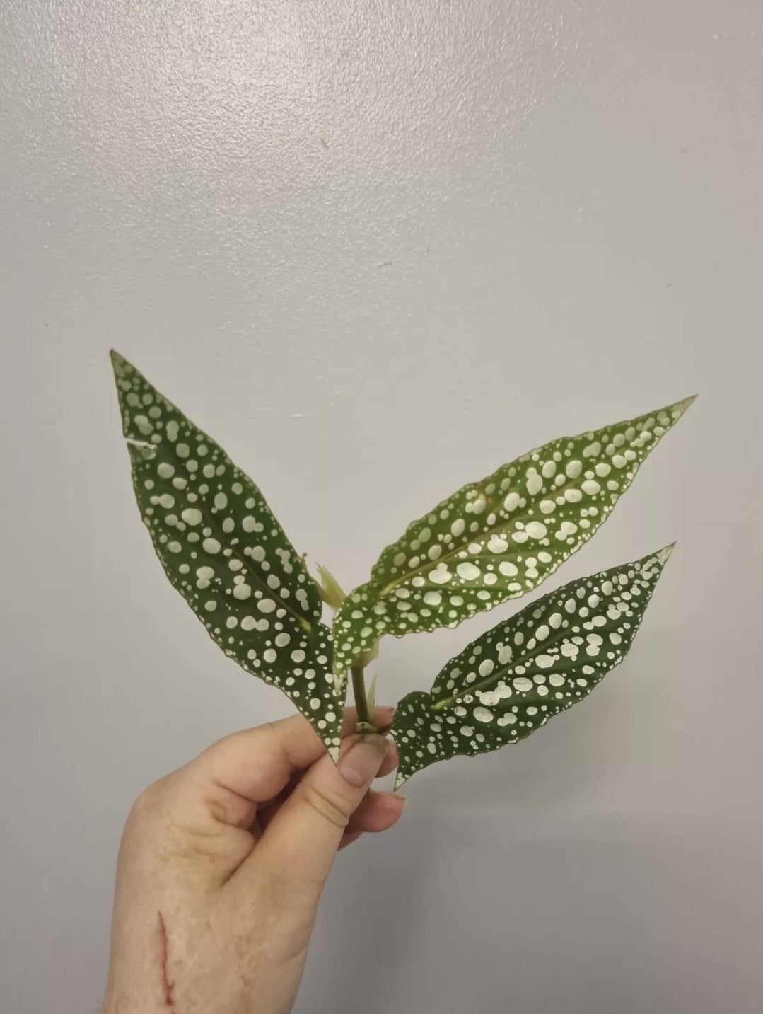 Begonia White Ice | Unrooted Top Cutting | Cane begonia | Rare House plant