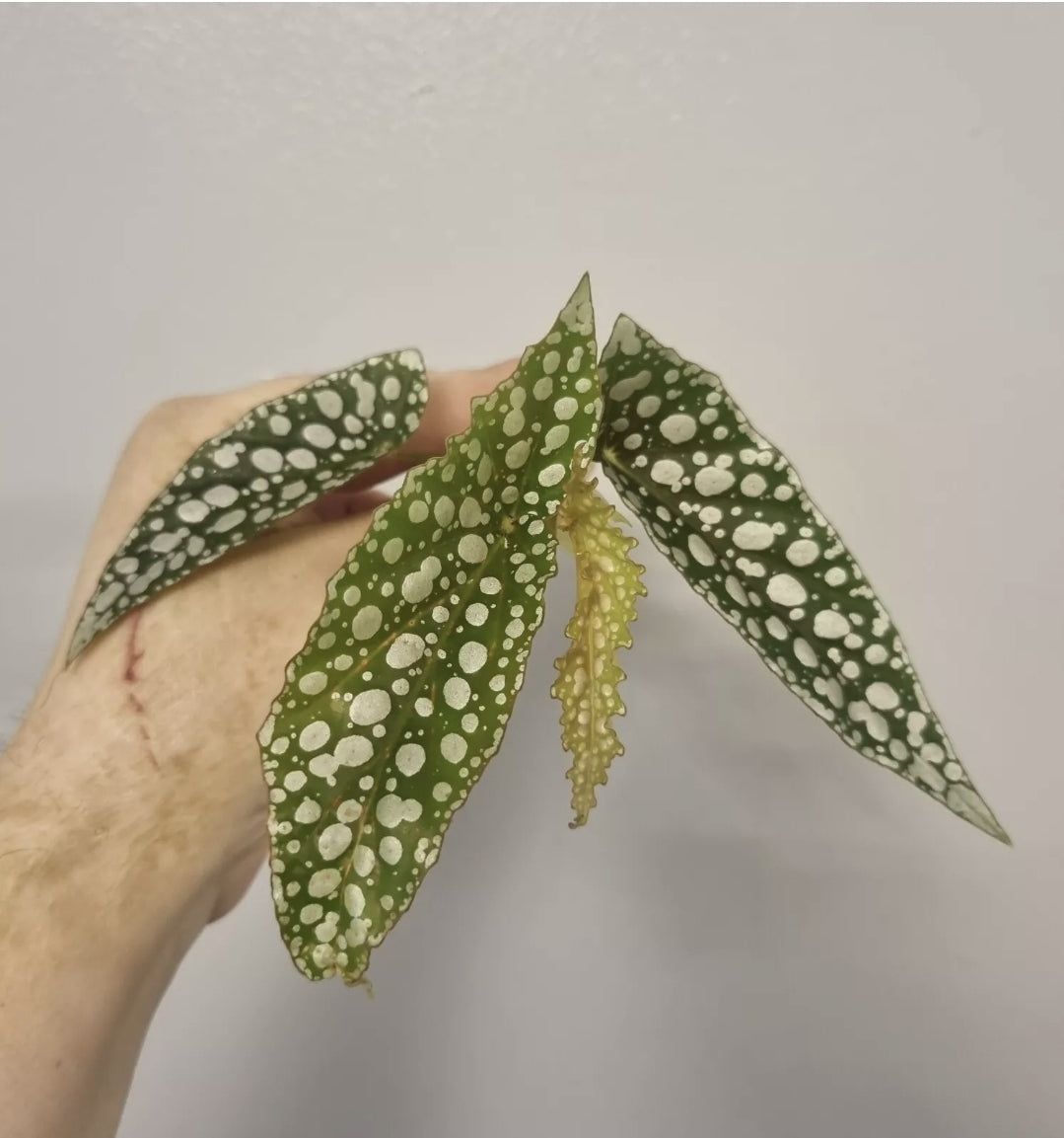 Begonia White Ice | Unrooted Top Cutting | Cane begonia | Rare House plant