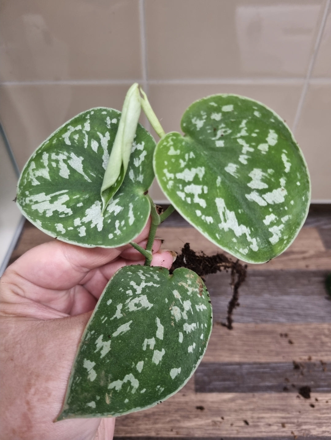 Scindapsus Pictus Argyraeus Silver Satin Pothos Plant Well rooted Cuttings