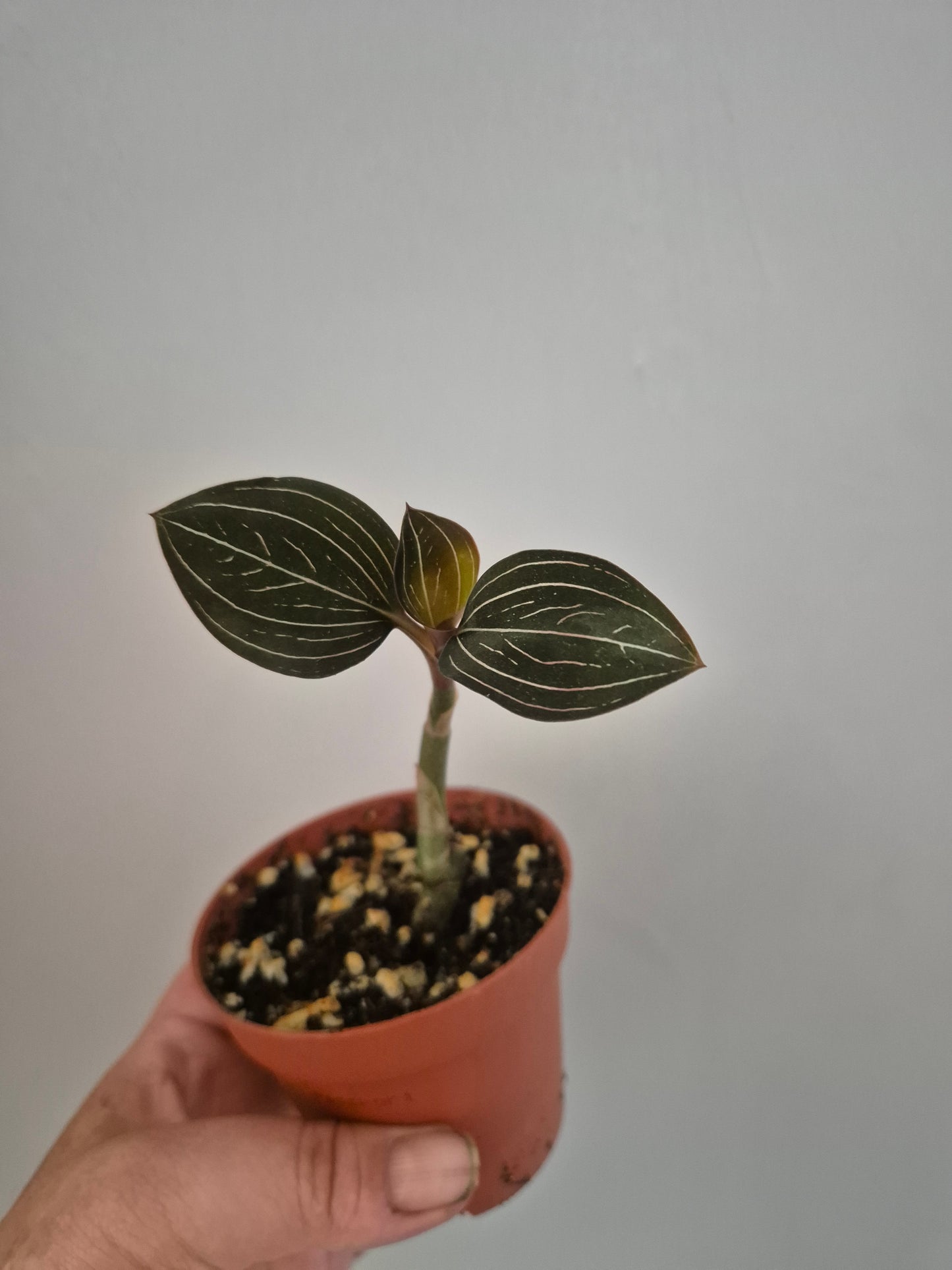 Ludisia Discolor