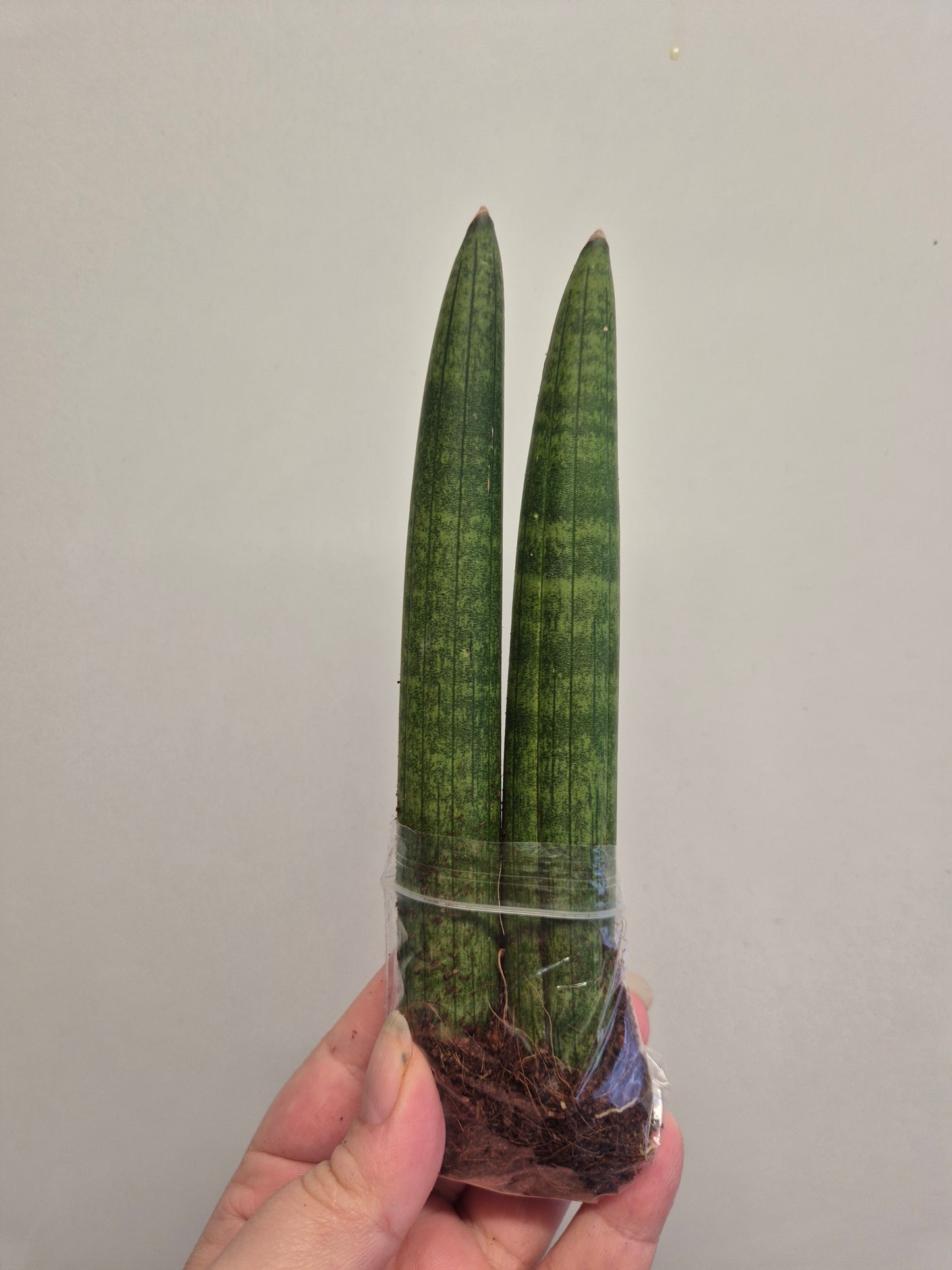 2xSansevieria cylindrica | Spear Sansevieria | Cylindrical Snake Plant Indoor