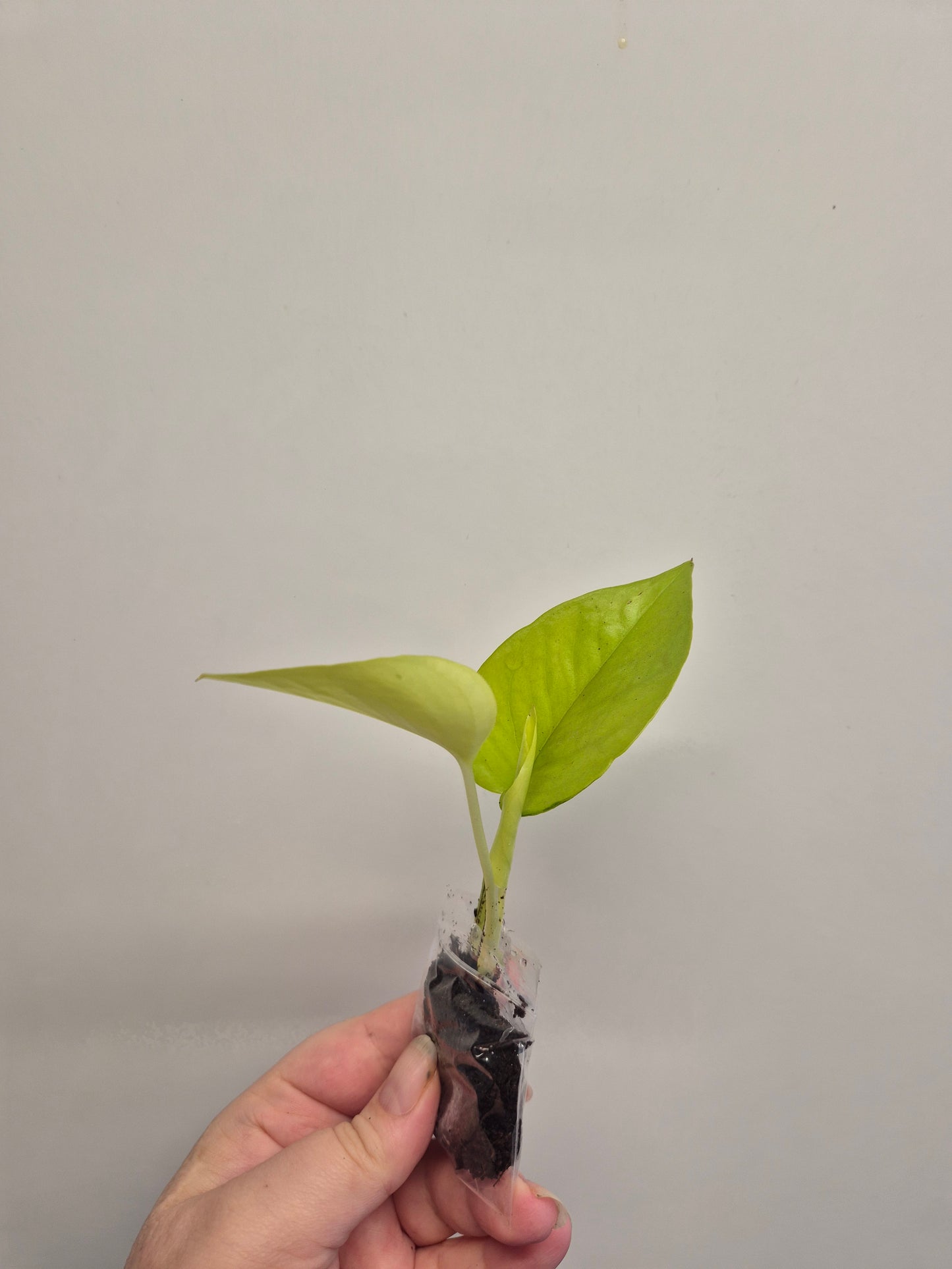 Epipremnum Aureum Neon Pothos 1x well rooted cutting 2-3 leaf cuttings