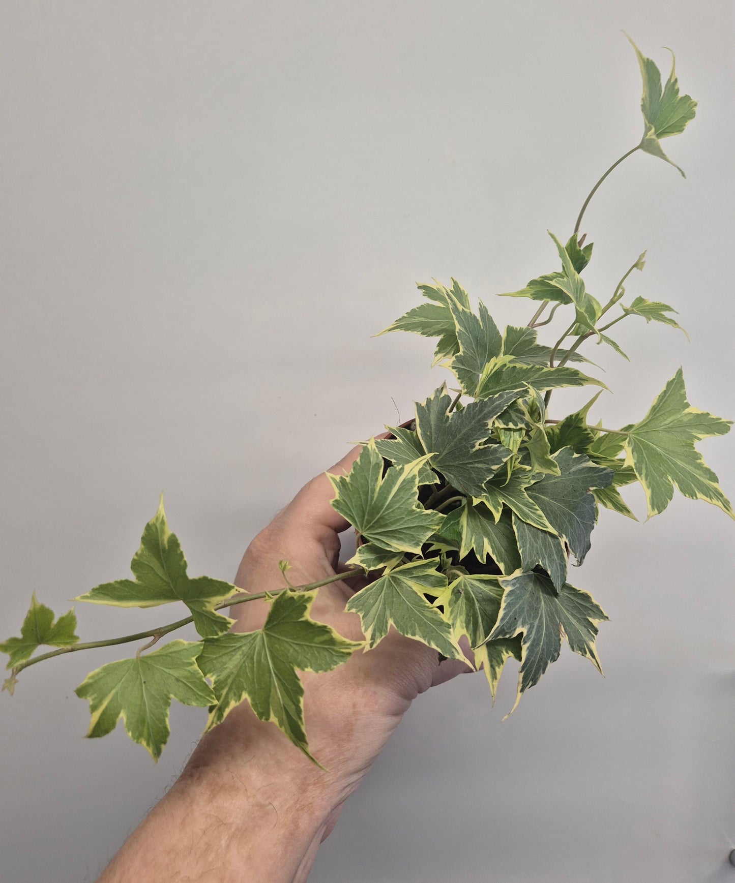 3x English Ivy Bundle | 9cm Pots | yellow ripple | Green Triangular | White Wonder