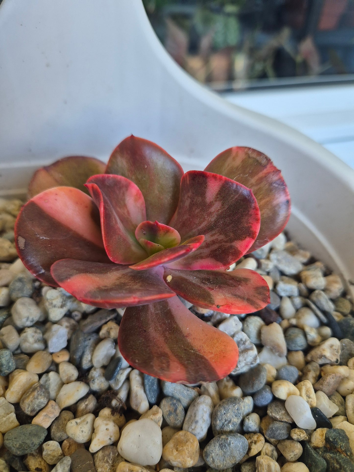 Echeveria Primadonna variegated | Double Headed | Rare collectors Succulent