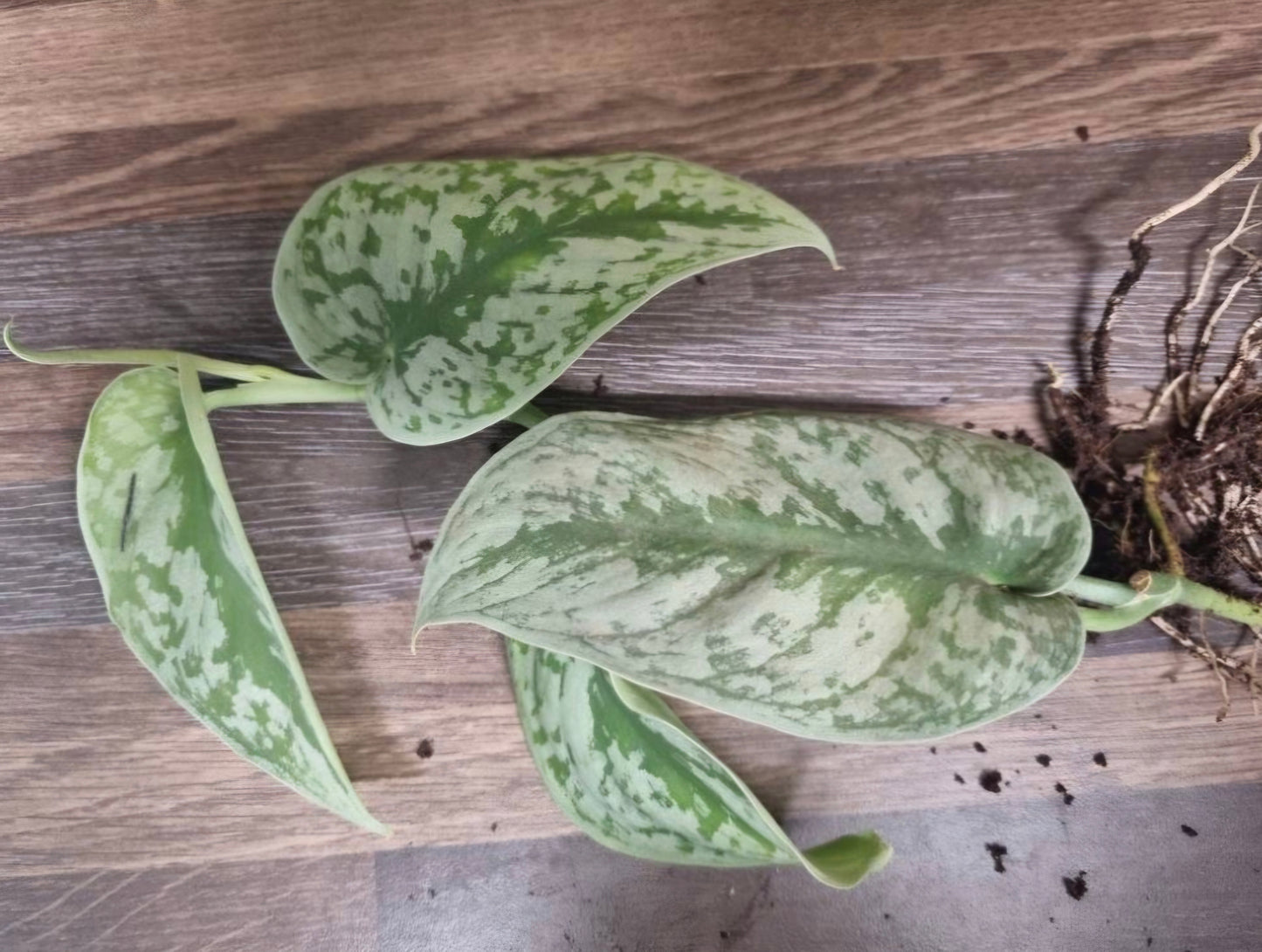 Scindapsus Pictus Exotica treubii / Trebie Silver Satin Rare Rooted 3-4 Leaves