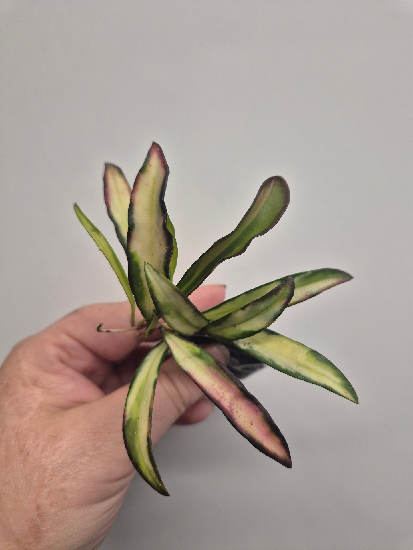 Hoya Bundle Of 6 | Tricolor | Flamingo | Wayetti | Krimson Queen | Pubicalyx