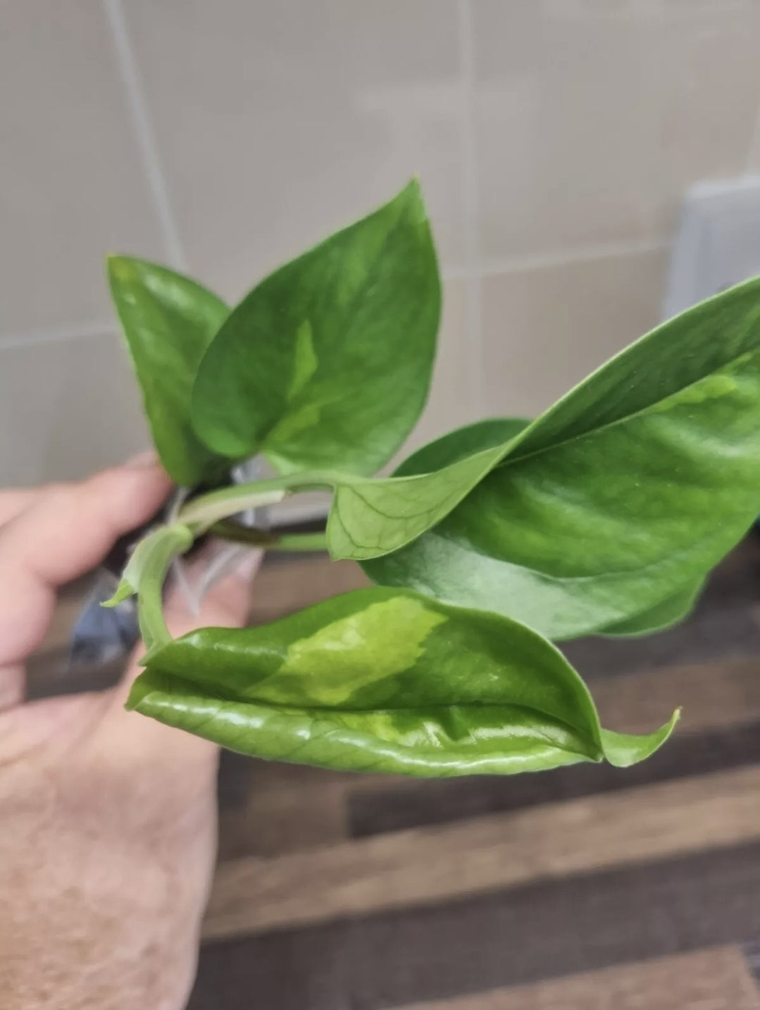 RARE Epipremnum Aureum Global Green Pothos well rooted 4-5 leaves House plant