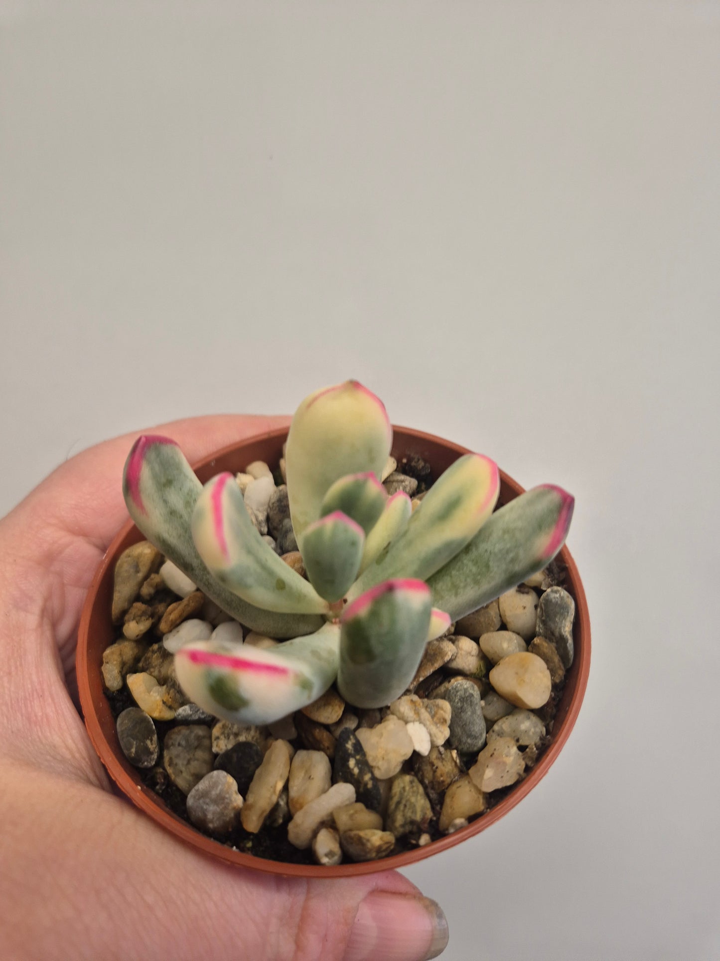 Cotyledon Orbiculata Variegated aka Cotyledon Flanaganii variegated 9cm Pot