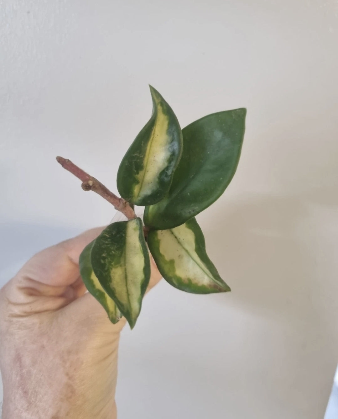 Hoya Bundle Of 6 | Tricolor | Flamingo | Wayetti | Krimson Queen | Pubicalyx