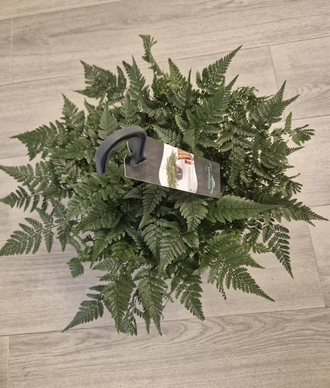 Rabbits Foot fern, 17cm hanging pot, Davallia tyermannii Terantula Humata tyermanii