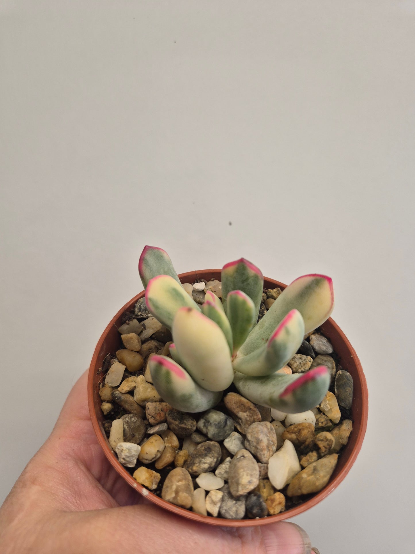 Cotyledon Orbiculata Variegated aka Cotyledon Flanaganii variegated 9cm Pot