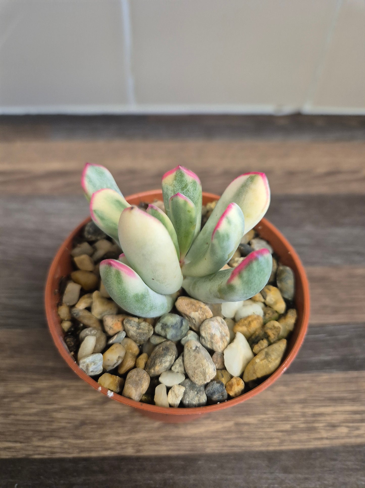 Cotyledon Orbiculata Variegated aka Cotyledon Flanaganii variegated 9cm Pot