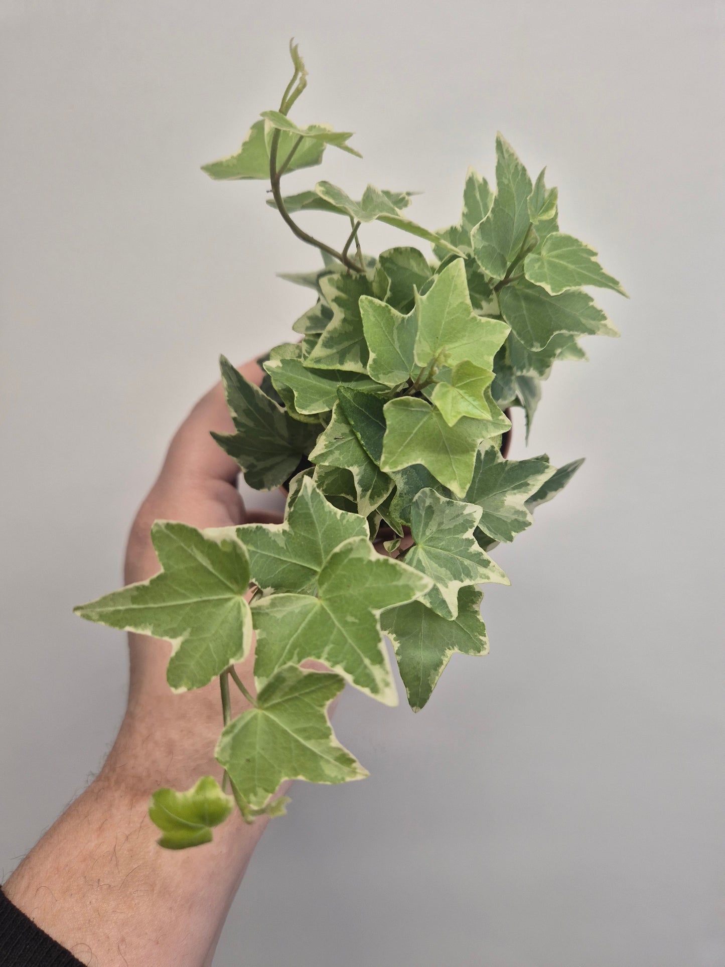 3x English Ivy Bundle | 9cm Pots | yellow ripple | Green Triangular | White Wonder