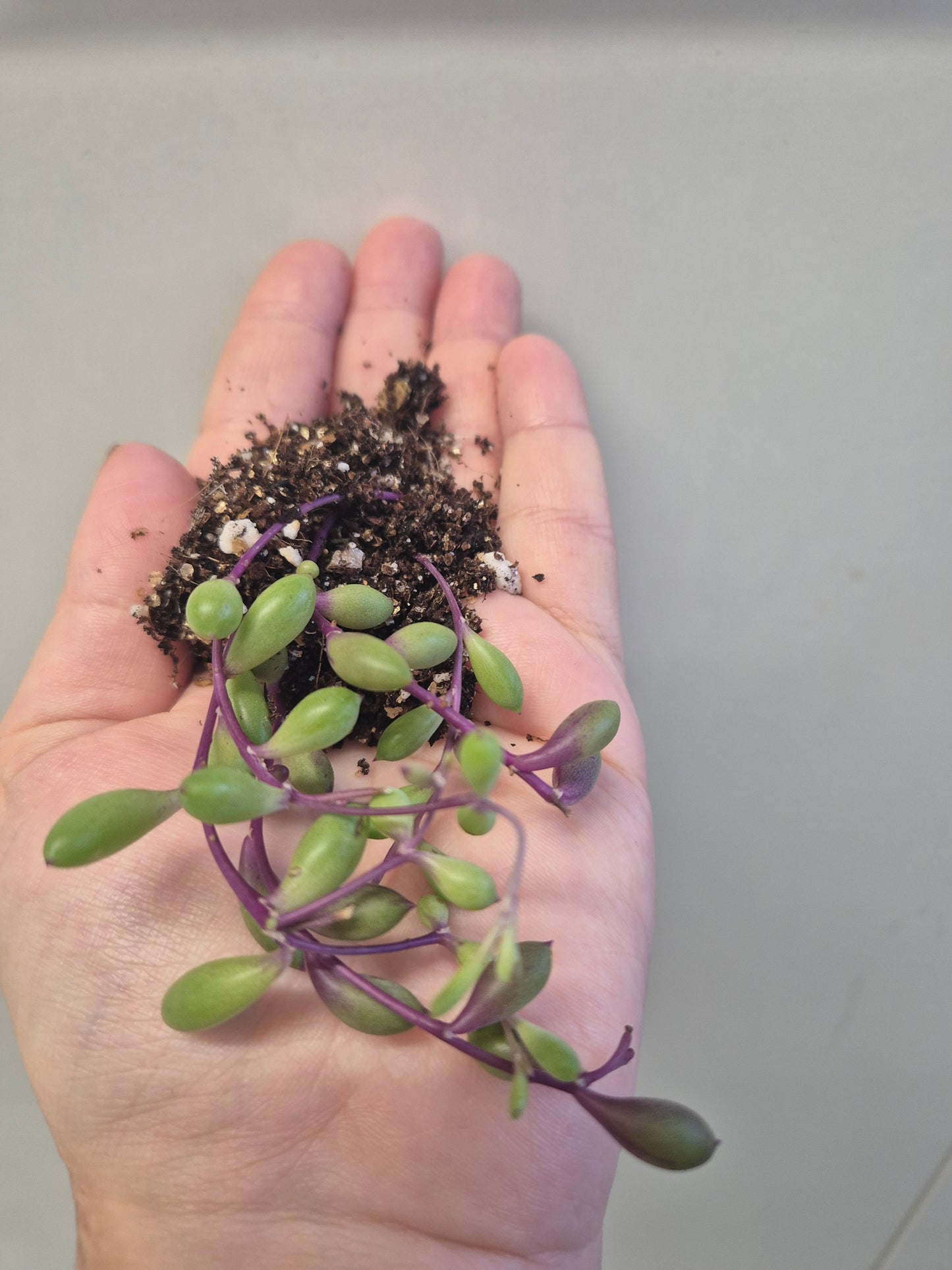 Ruby Necklace Othonna capensis trailing succulent plant starter plant Bare Root