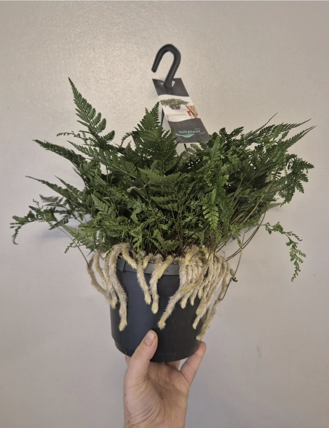 Rabbits Foot fern, 17cm hanging pot, Davallia tyermannii Terantula Humata tyermanii