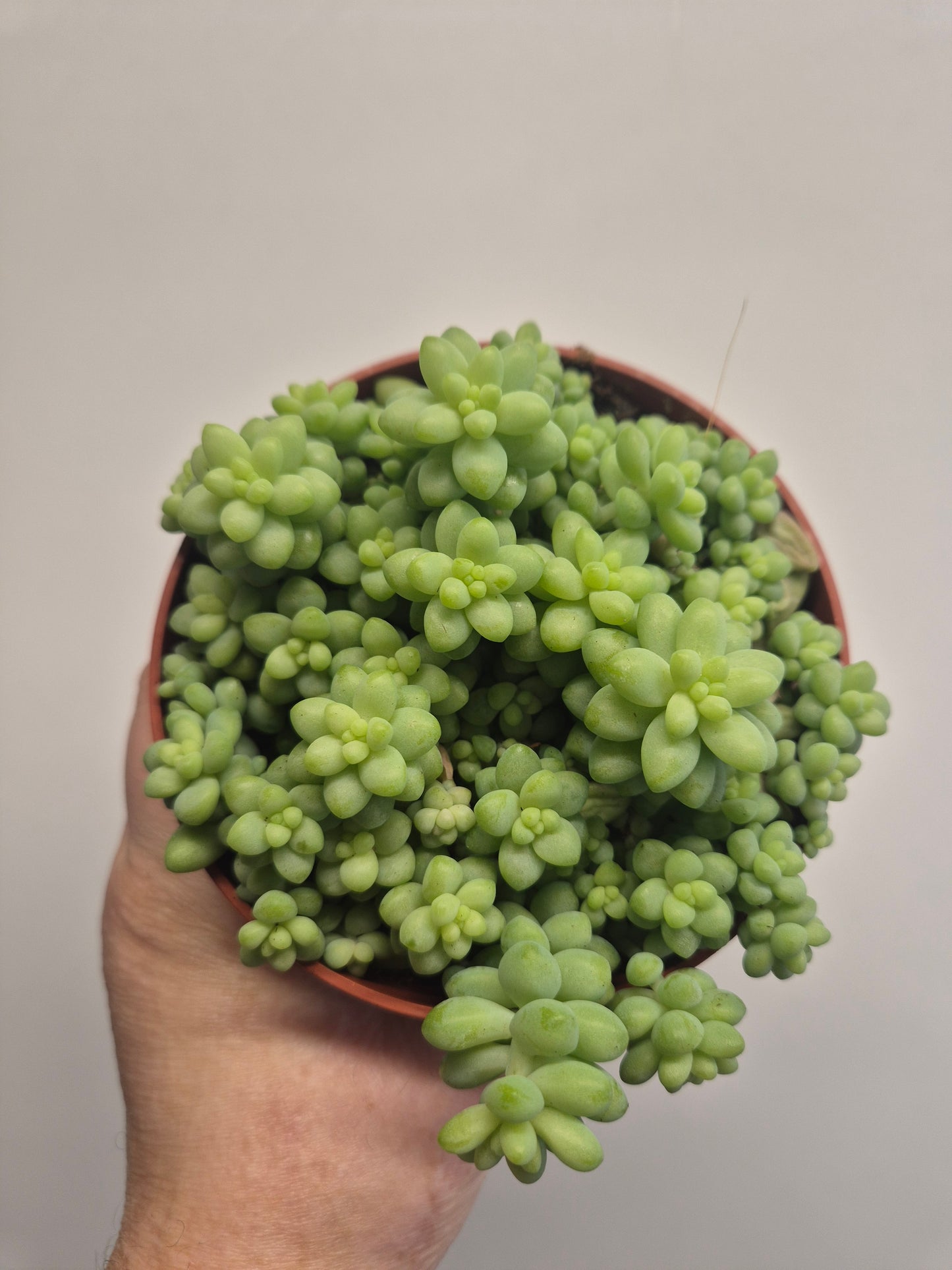 Burrows Tail Sedum morganianum Burrito Trailing Succulent | 12 cm pot
