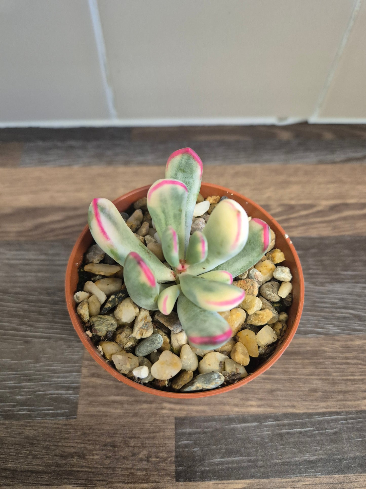 Cotyledon Orbiculata Variegated aka Cotyledon Flanaganii variegated 9cm Pot