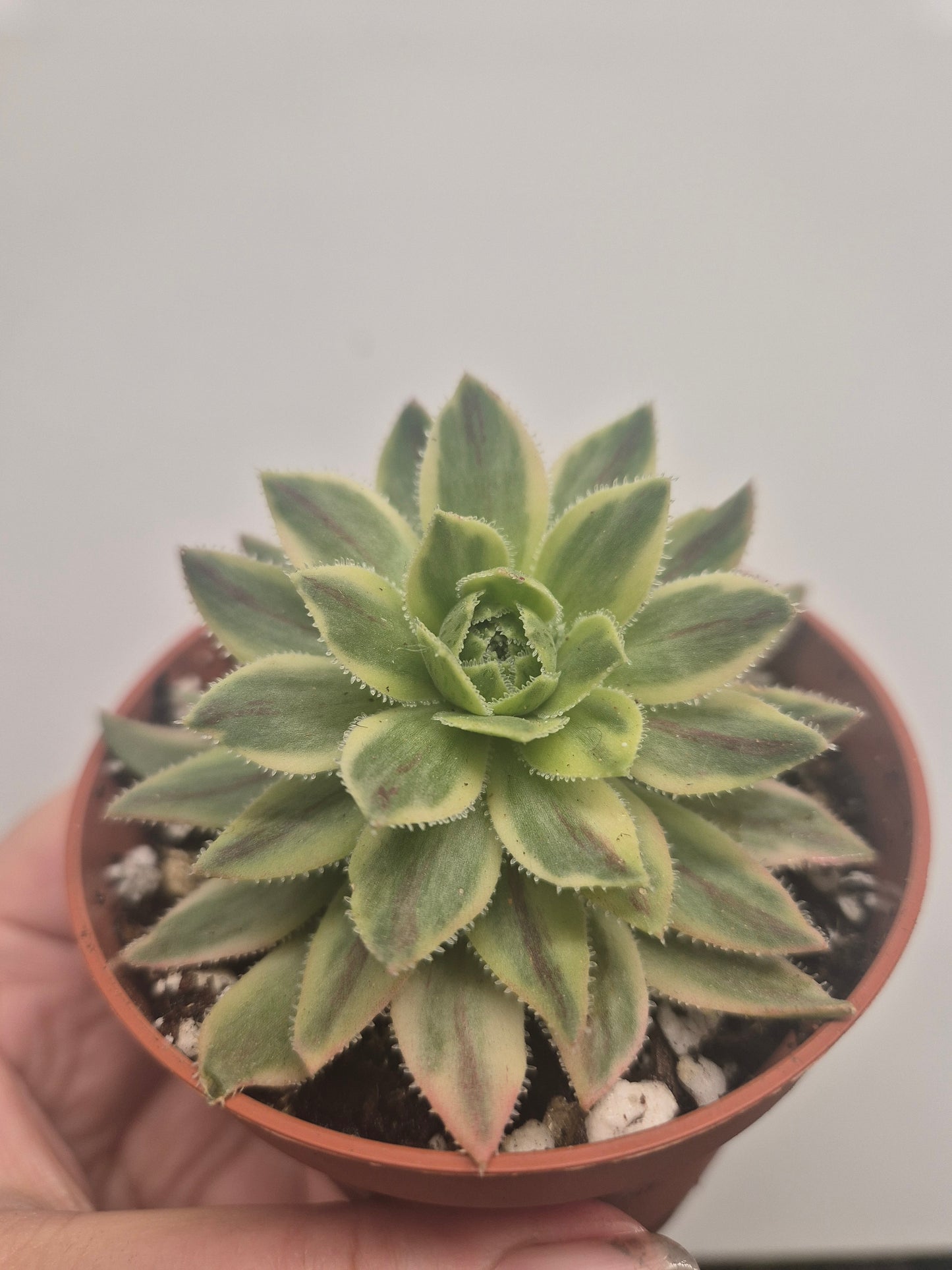 Aeonium Simsii Variegated | Rare | Well Rooted 7cm Pot | Sent Bare Rooted