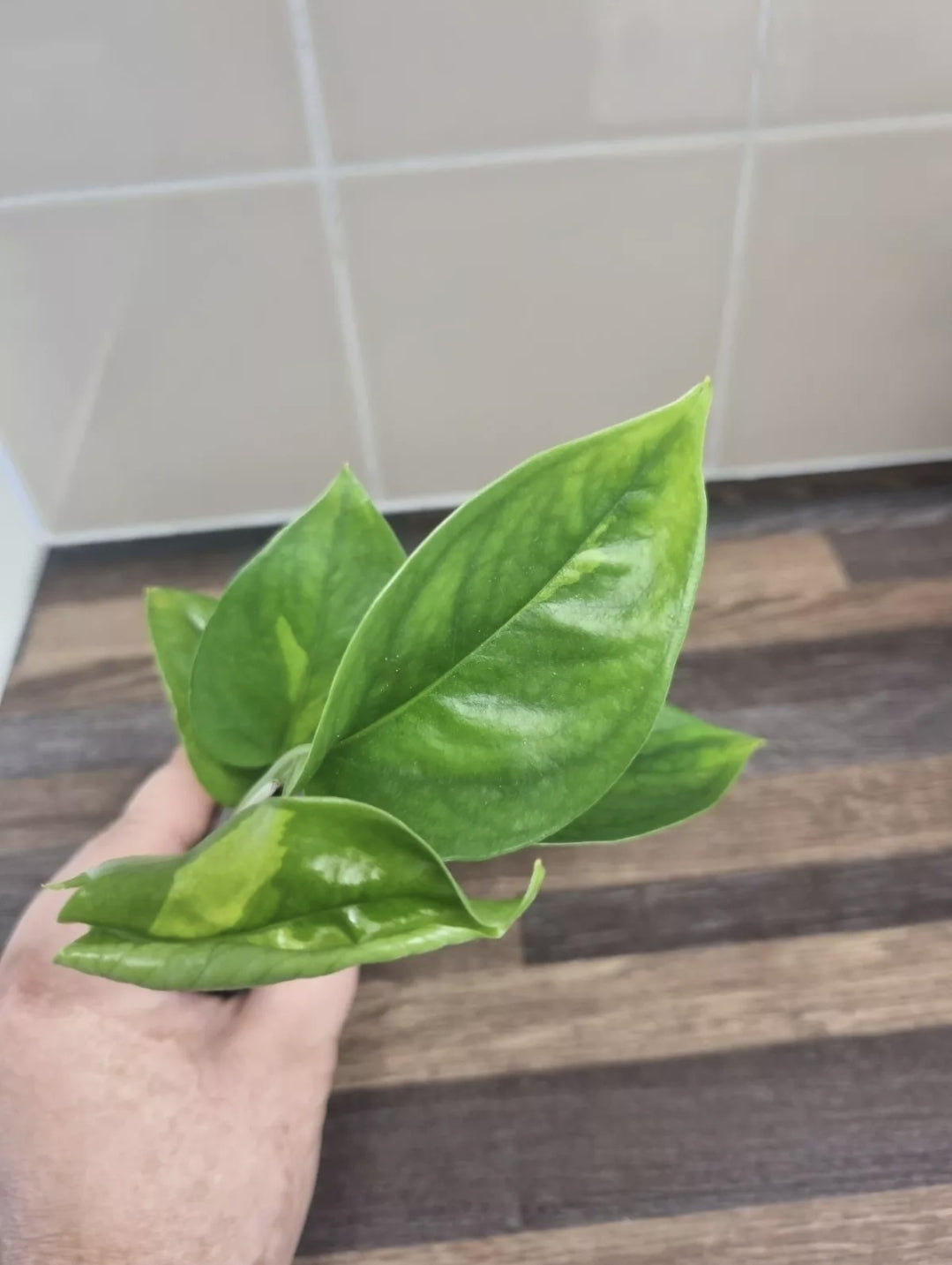 RARE Epipremnum Aureum Global Green Pothos well rooted 4-5 leaves House plant