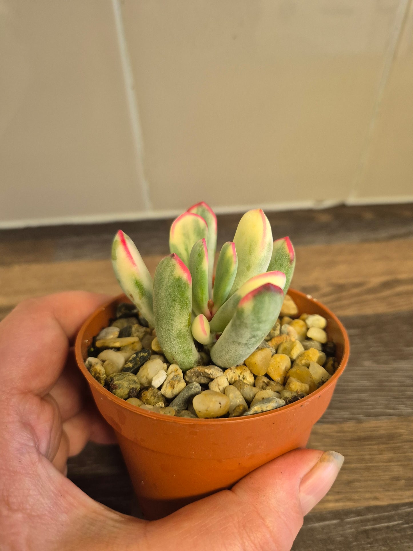 Cotyledon Orbiculata Variegated aka Cotyledon Flanaganii variegated 9cm Pot