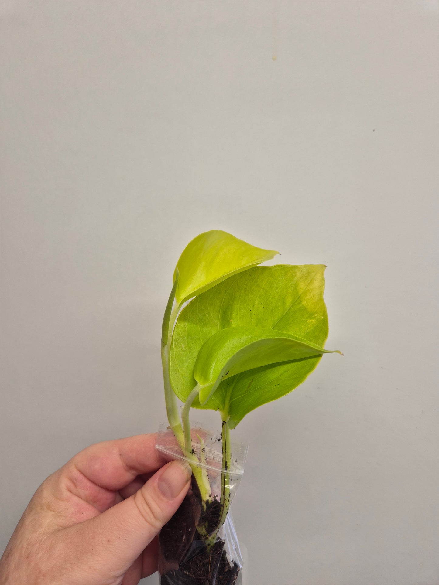 Epipremnum Aureum Neon Pothos 1x well rooted cutting 2-3 leaf cuttings