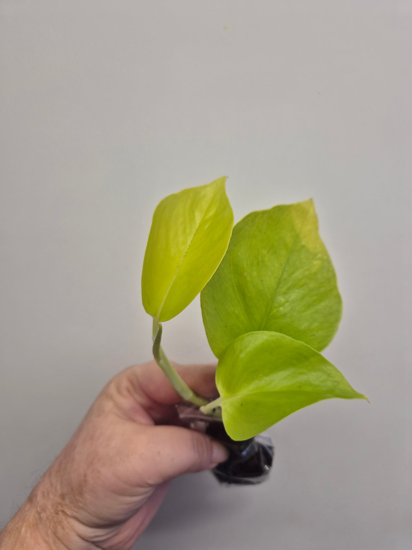 Epipremnum Aureum Neon Pothos 1x well rooted cutting 2-3 leaf cuttings