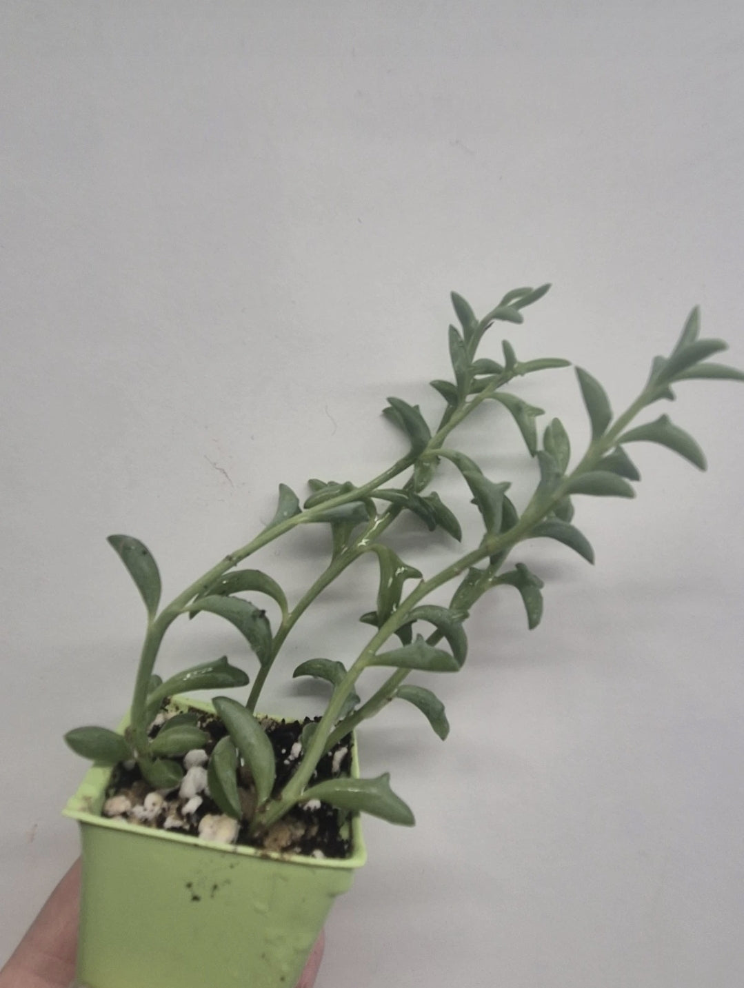 String of Dolphins