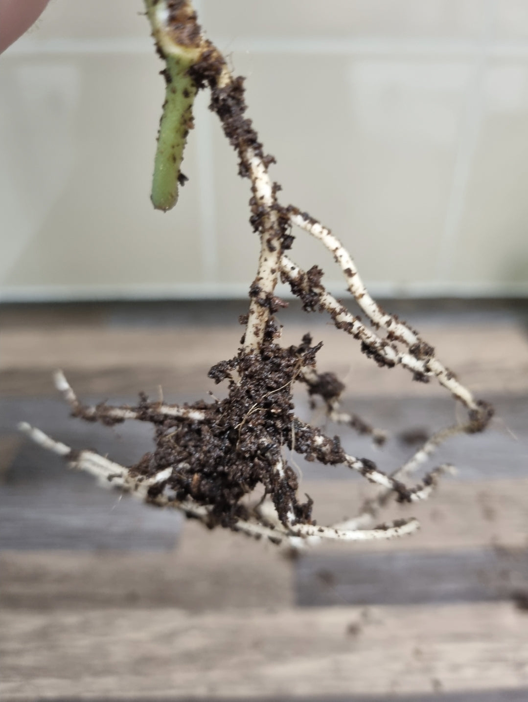 Scindapsus Pictus Argyraeus Silver Satin Pothos Plant Well rooted Cuttings